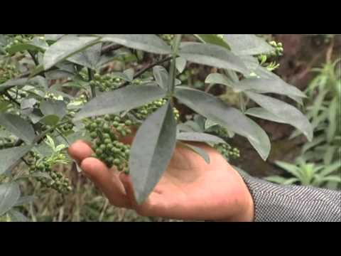 वीडियो: शेचुआन काली मिर्च के पौधे: शेखुआन मिर्च कहाँ से आते हैं