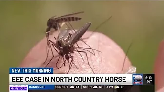 North Country horse tests positive for triple E virus thumbnail