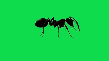 Ant walking green screen | Green screen ant walking | Green screen | VFX BY ME