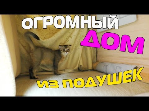 Видео: Как сделать свой дом удобным для кошек