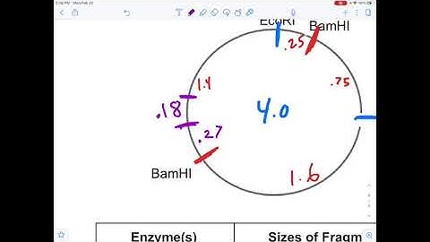 Plasmid Restriction Mapping 2