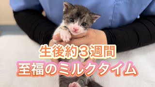 生後3週間の子猫を育てる時の対処法【仔猫の成長記録】