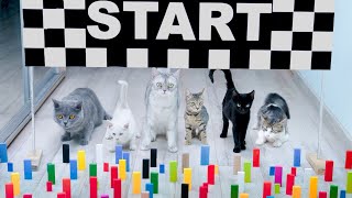 Cats vs Baby Cats Domino Obstacle Funny Cats Games