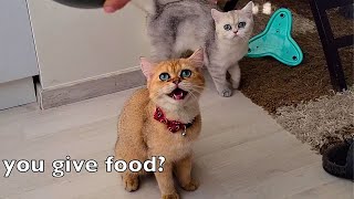 Cat asking for food by meowing