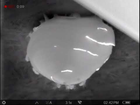 Thermal Video of Wasp Nest
