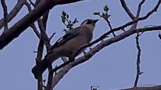 עורבני משמיע יללות של חתול A Garrulus makes sounds of cat  howling by Anat Cohen 32 views 2 months ago 29 seconds