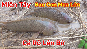 Miền Tây Sau Cơn Mưa Lớn Cá Rô Lên Bờ Bắt Cá Mỗi Tay Luôn 