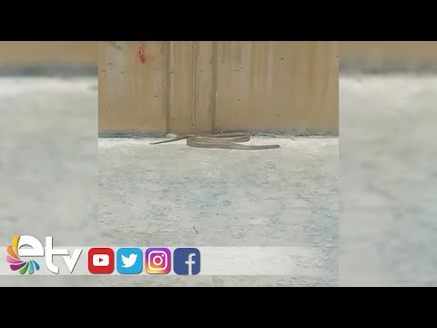 TEKİRDAĞ’DA KALDIRIMDA GEZEN