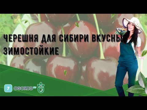 Черешня Для Cибири Вкусные Зимостойкие