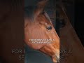 Why Retraining of Racehorses is so important!