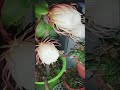 is garmi ka Bramh kamal... bas char hi huwe### fir jaldi aana