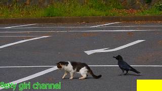 Birds Trolling Cats - Compilation