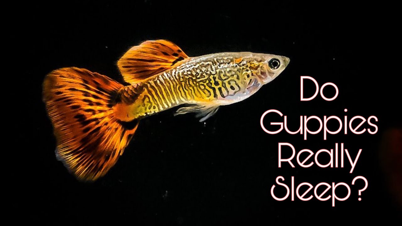 Do Guppies Really Sleep?🤔How Many Hours Guppy Sleep!🤔Find Your Answer Here|