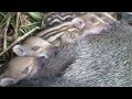 One day old baby boar piglets- we are are lovely when we want to sleep