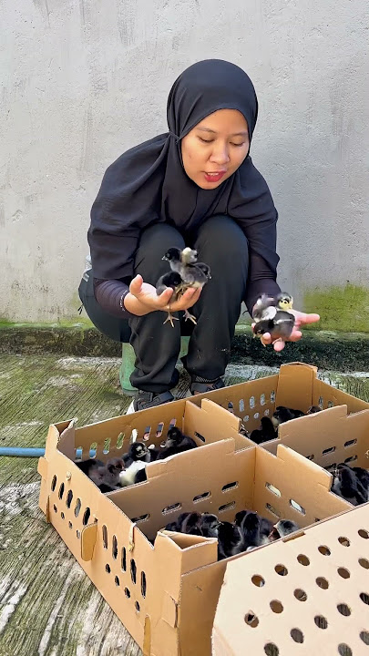 The first step in raising KUB chickens #89 #bolang #food #lindaht