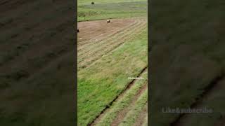 John Deere tractors making Silage bales