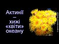 Актинії – хижі «квіти» океану