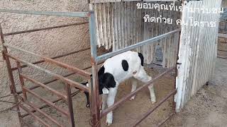 อาการของลูกวัวที่แม่วัวใช่เวลาคลอดนานทำให้เป็นอันตรายต่อลูกวัวคับ