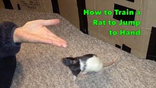 How to Train a Rat to Jump to Hand
