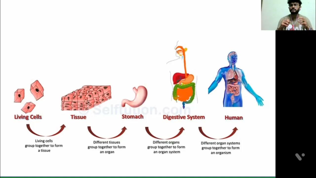 Tissues and organs