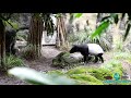 【Lok's Animal Planet 】-- Malayan tapir 馬來貘 ( Tapirus indicus )
