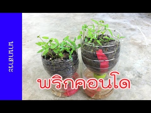 ปลูกพริกคอนโดฯ ใครๆ ก็ทำได้ ง่ายมาก | เกษตรกรชาวบ้าน