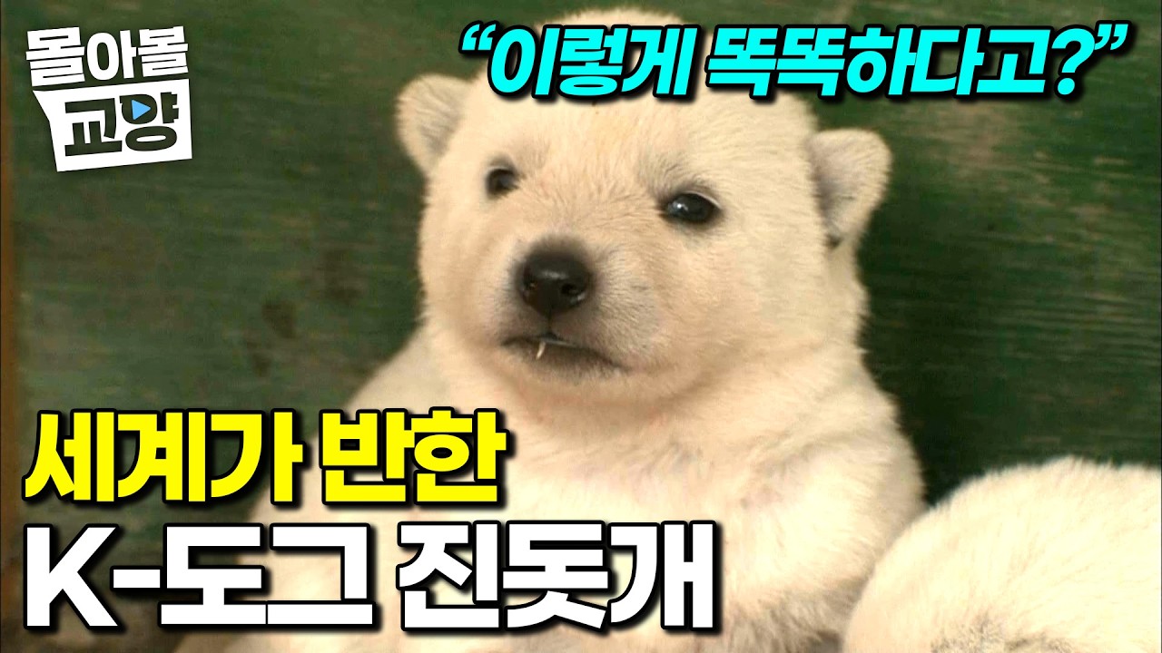 킁킁 영상에서 꼬순내나요🐶 세계 명견으로 등록된 우리나라 토종견 진돗개 이야기. 수백 리 길을 찾아 돌아온 백구 #몰아볼교양