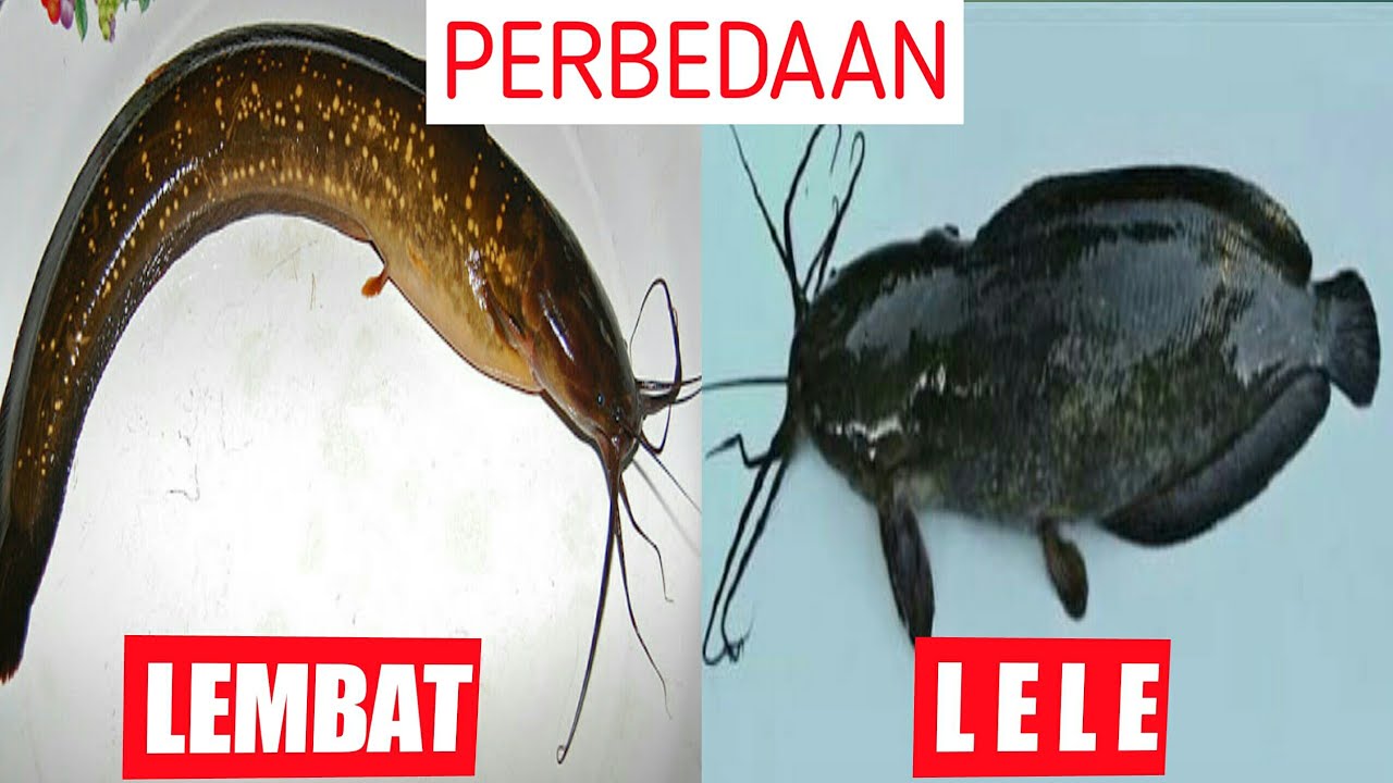 perbedaan