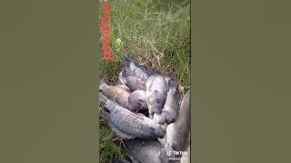 KUMPULAN VIDEO TIKTOK MANCING MANIA