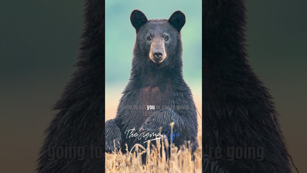 Joe Rogan Bear Joe Rogan on his SCARY GRIZZLY BEAR Encounter - YouTube