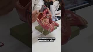 Kalp Kapakçıkları, Kalp Sesleri Ve Üfürüm