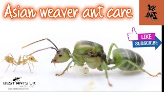 Asian Weaver Ant Care (Oecophylla Smaragdina)