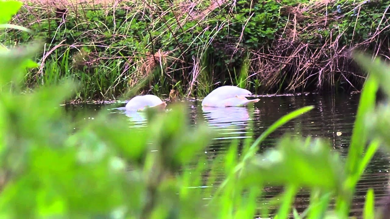 Life In The Leaves (Nature Documentary)