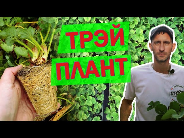 Агродар Удобрение Купить