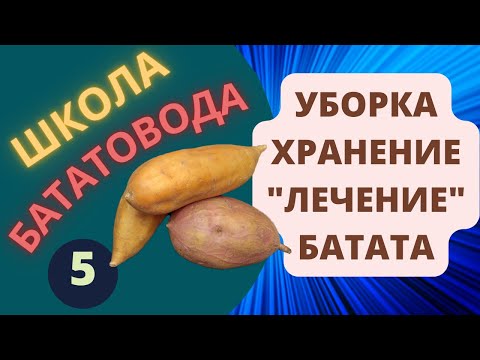 Уборка Хранение Лечение батата ШБ 5