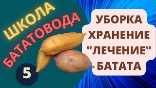 видео: Уборка Хранение Лечение батата ШБ 5 картинка: Уборка Хранение Лечение батата ШБ 5
