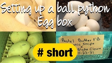 Setting up a ball python egg box.