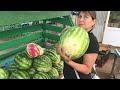 Арбуз сайлый беләсеңме Арбуз сайлый беләсеңме
