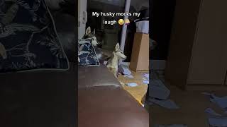 aww so funny dogs huskies  #talkinghusky #puppy #funny #husky