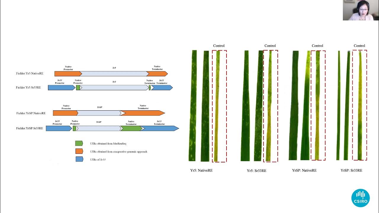 Jianping Zhang - Complementation of the BED domain - wheat stripe rust ...