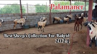 Bakrid Sheep  for Sale.