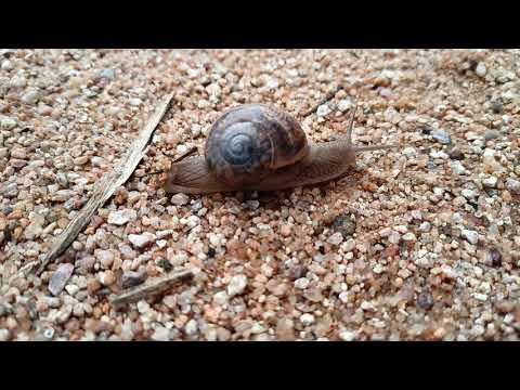 #Snail movement captured in Timelapse.....