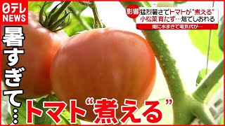 【危険な暑さ】野菜にも影響…  電力大手4社が“値上げ”発表