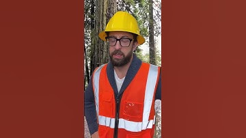 Tree Falls the Wrong Way – Near Disaster 🌴