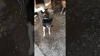 ３匹で背伸び #猟犬 #猪猟 #犬 #犬動画 #狩猟