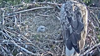 Rīts Ķemeru ligzdā /Morning in the nest of Kemeru Jūras ērgļi Ķemeru nacionālais parks LDF tiešraide