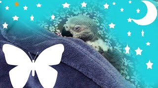 Funny Parrots Videos Compilation cute moment of the animals - Cutest Parrots