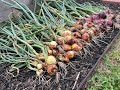 Harvesting Onions (multi-sown in a bunch)