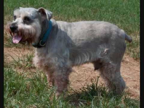 Is Your Schnauzer Overweight? - YouTube