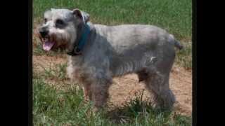 Is Your Schnauzer Overweight?